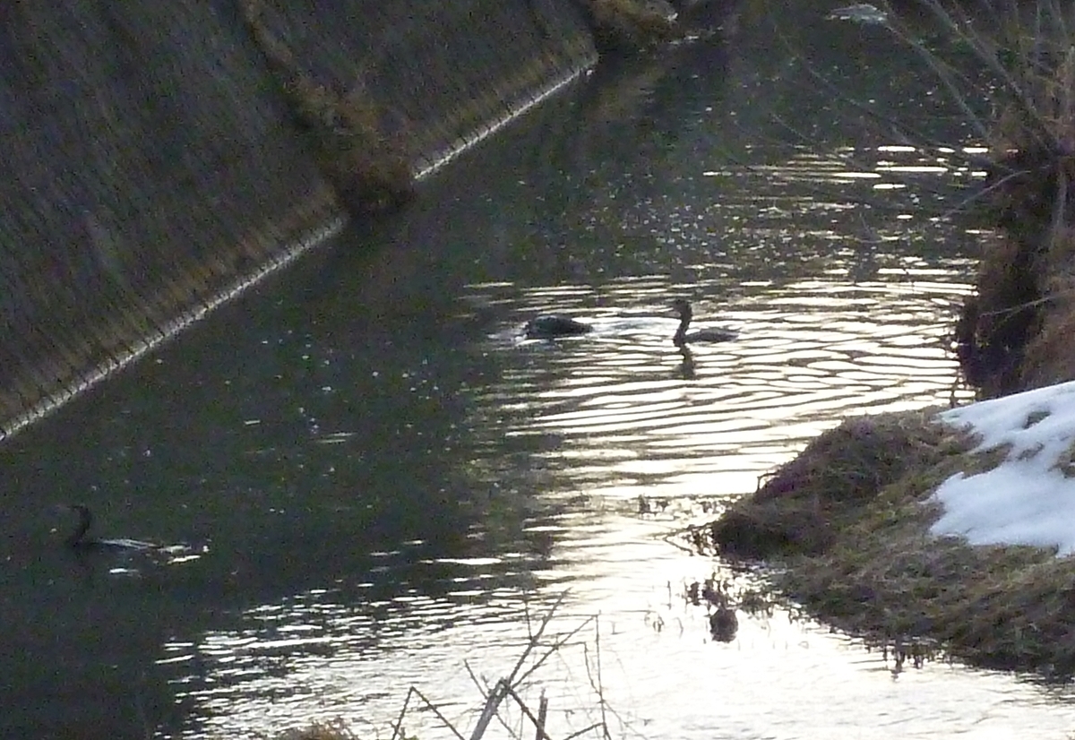 カワウ 川鵜