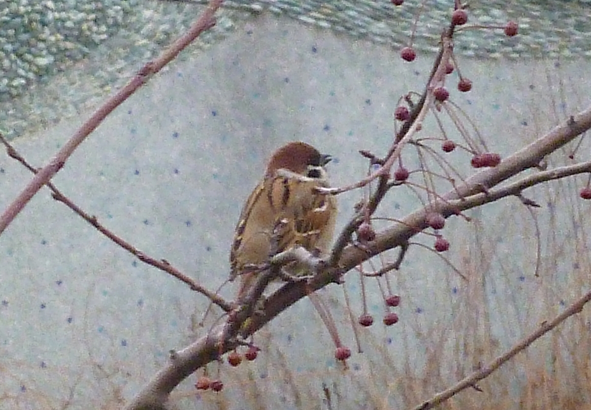 スズメ 雀 さえずり