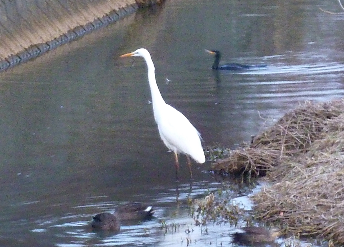 白鷺 川鵜 カルガモ