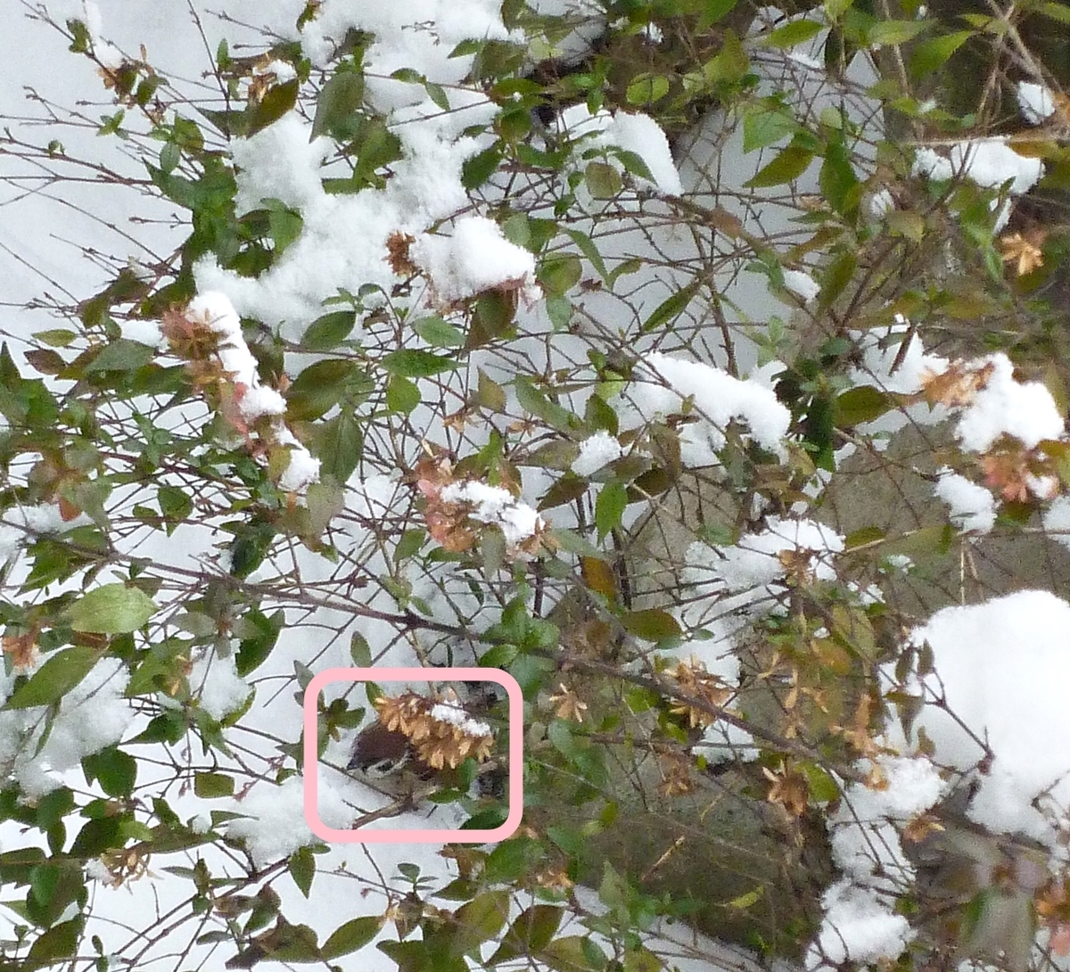 クイズ 雀 スズメ すずめ 正解