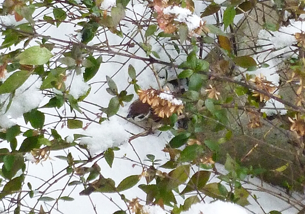 クイズ！スズメを探せ！正解拡大画像