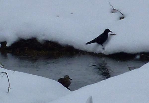 カラス 雪 川 カルガモ クイズ