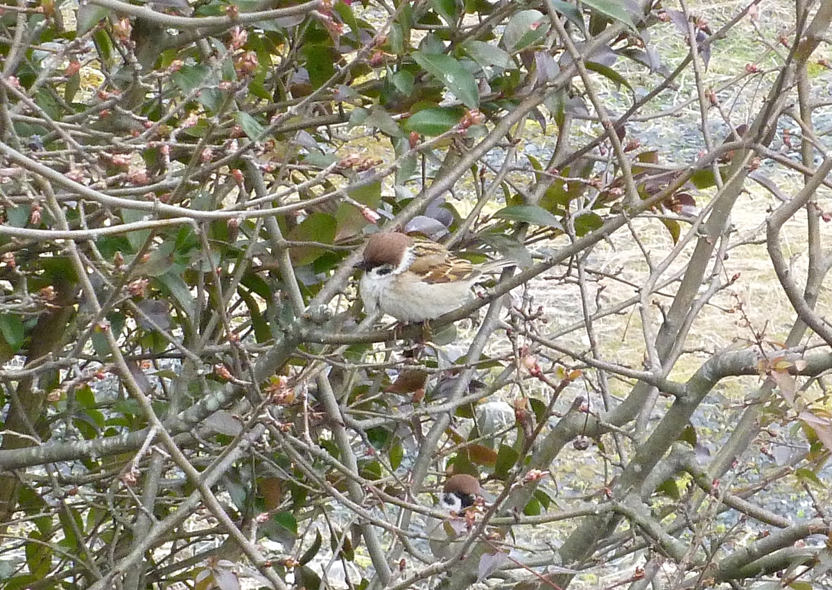 画像 クイズ すずめ 雀 探す