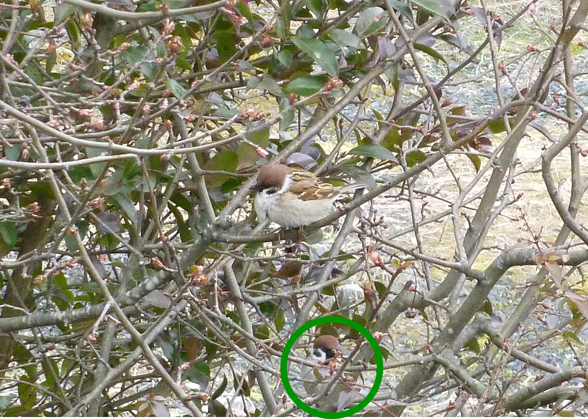 クイズ もう 1羽 スズメ を探せ 正解 発表 画像