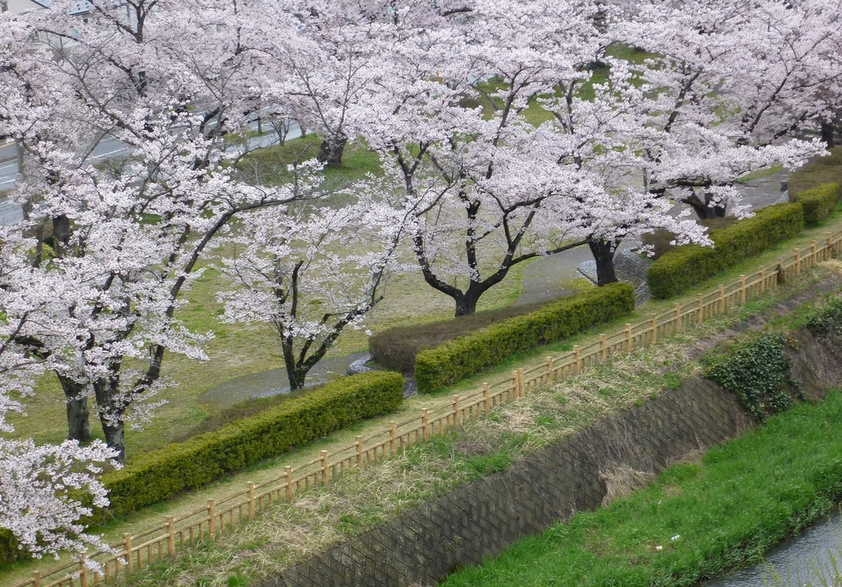 桜並木 公園 遊歩道 満開