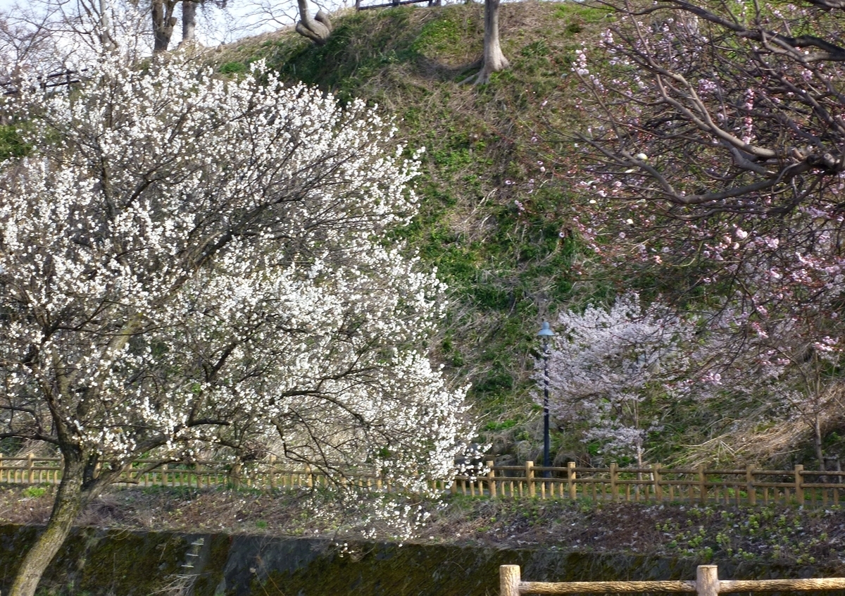 桜 公園