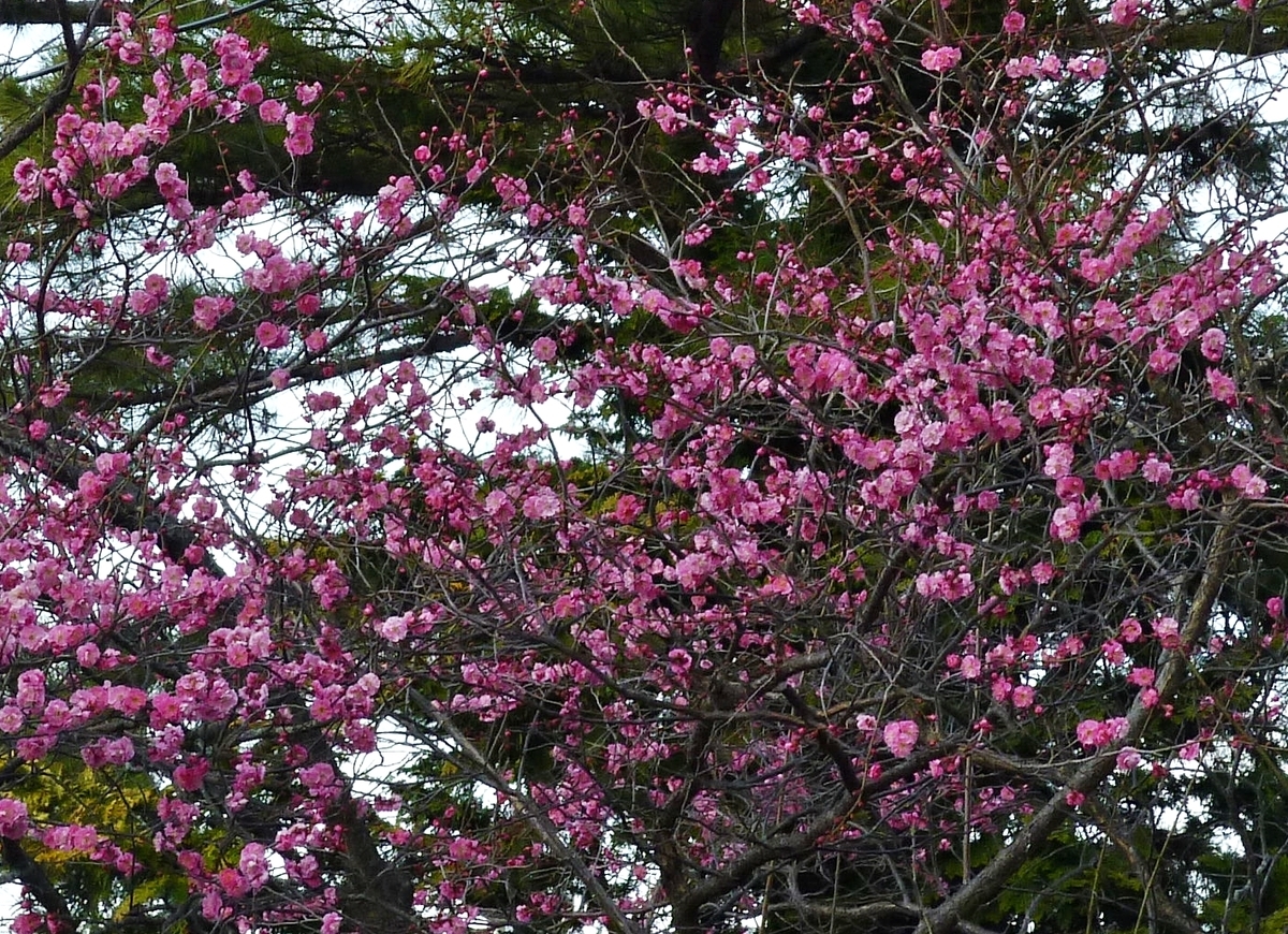 3月に咲いたピンクの花