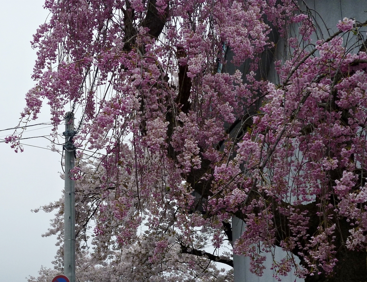 しだれ桜