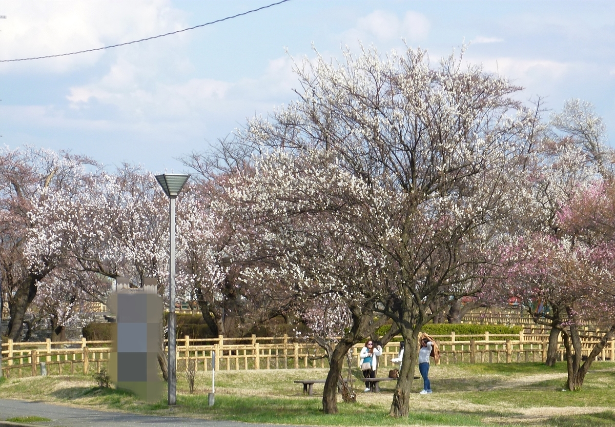 桜 ソメイヨシノ 公園