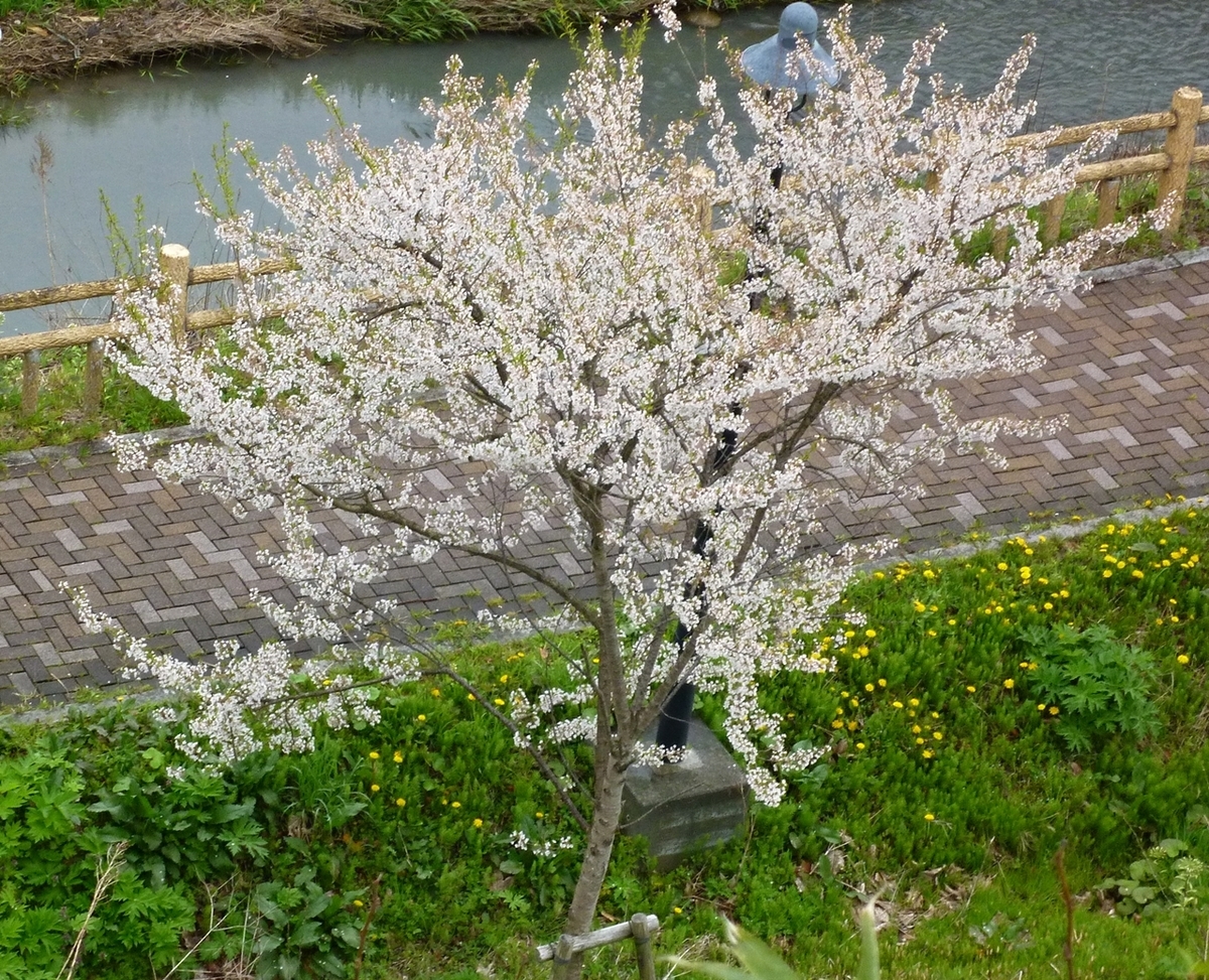 桜 ソメイヨシノ 公園