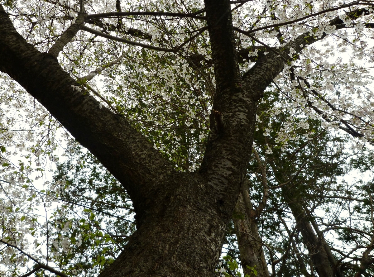 桜 木 幹