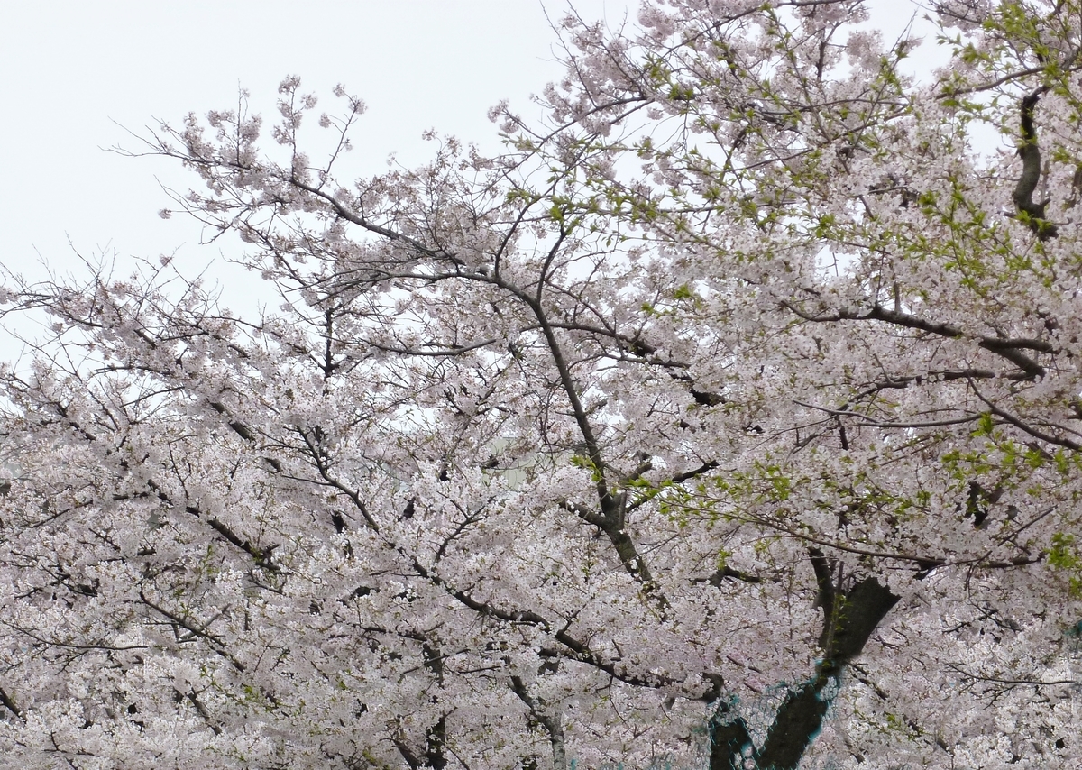 桜並木