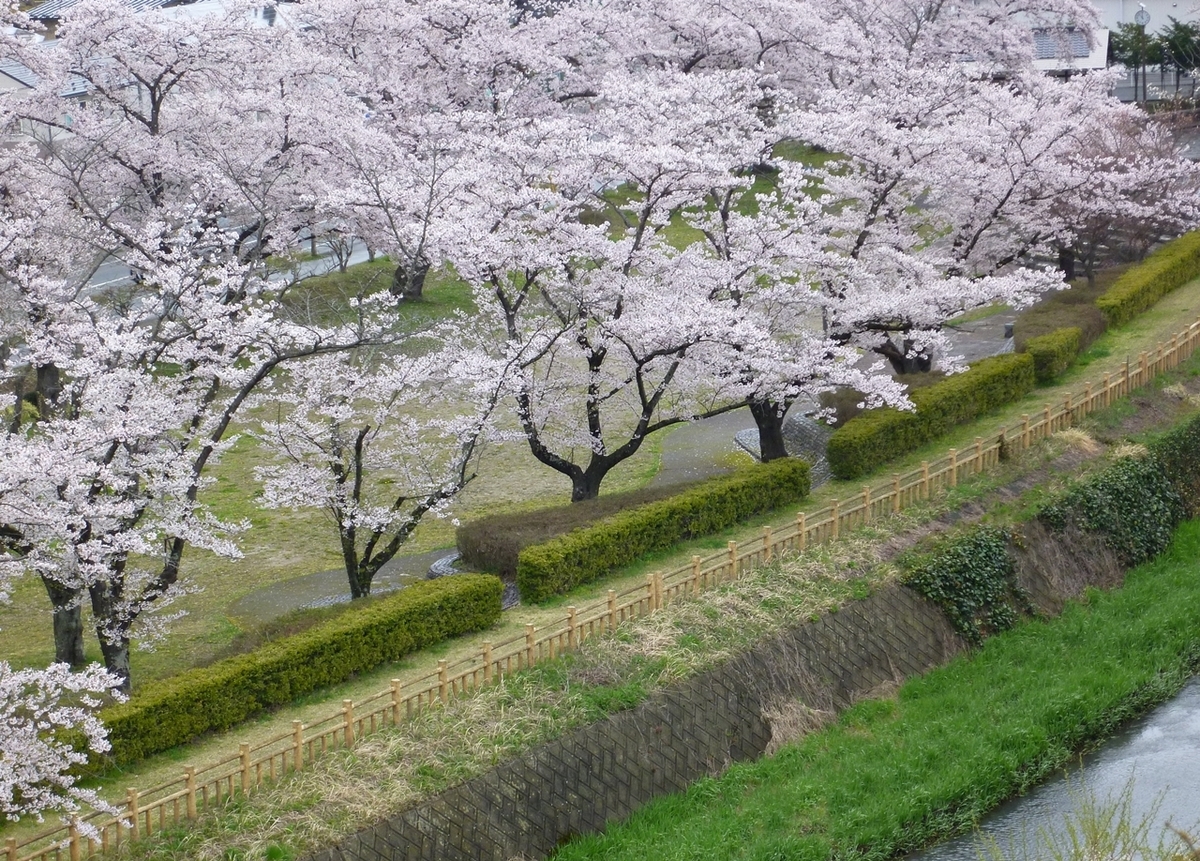 公園 桜並木