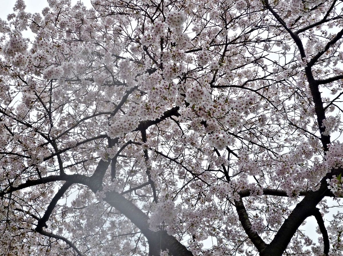 桜 ソメイヨシノ トンネル