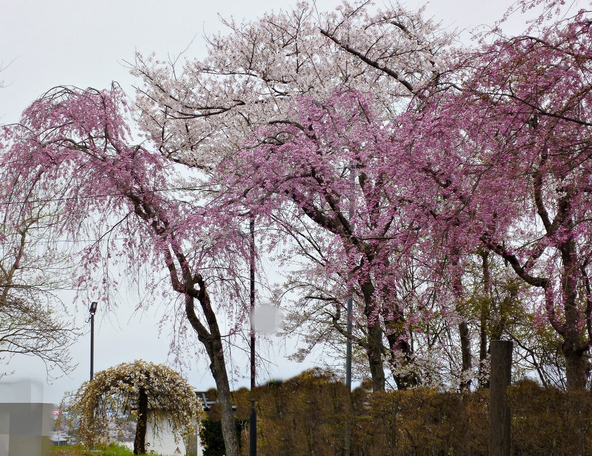 しだれ桜