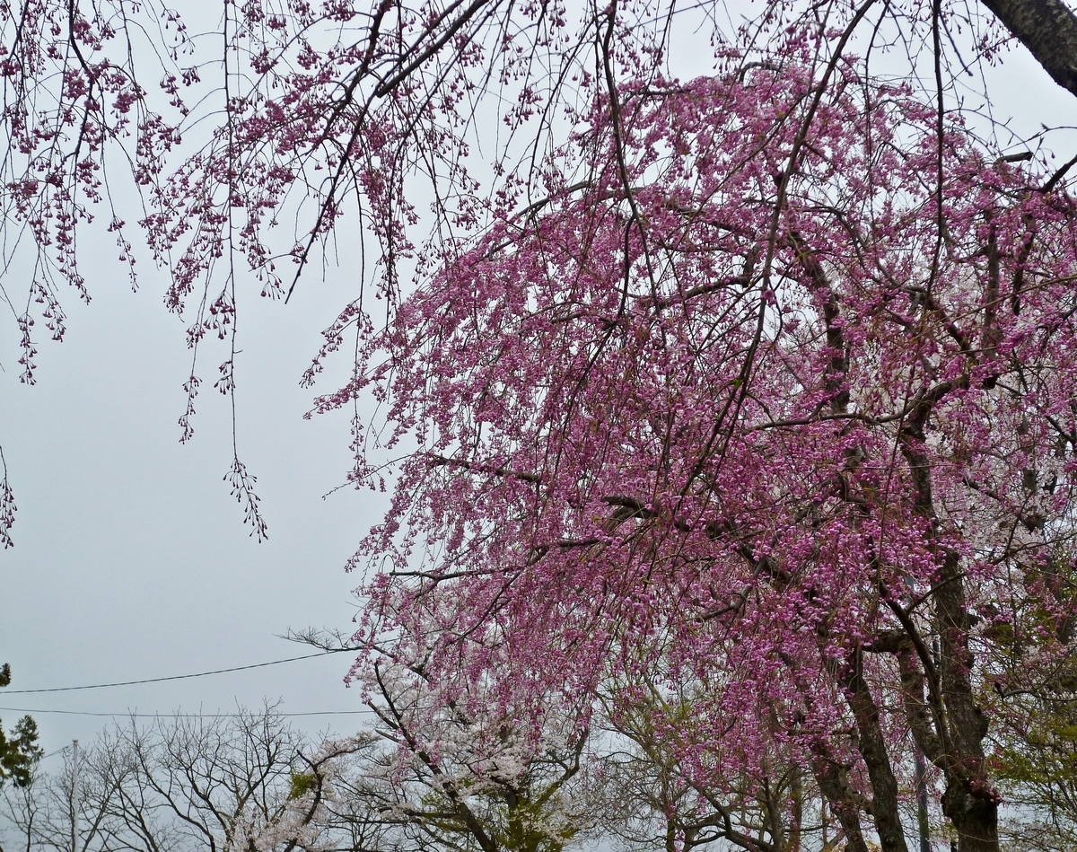 しだれ桜