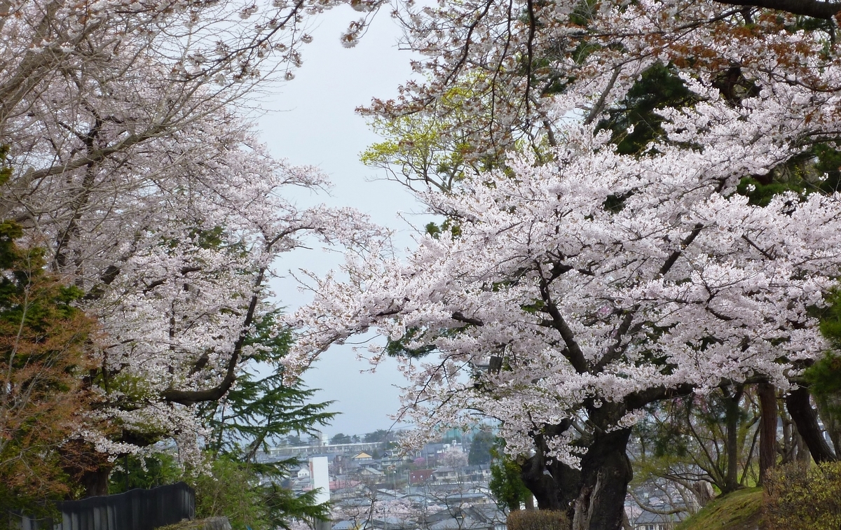 桜