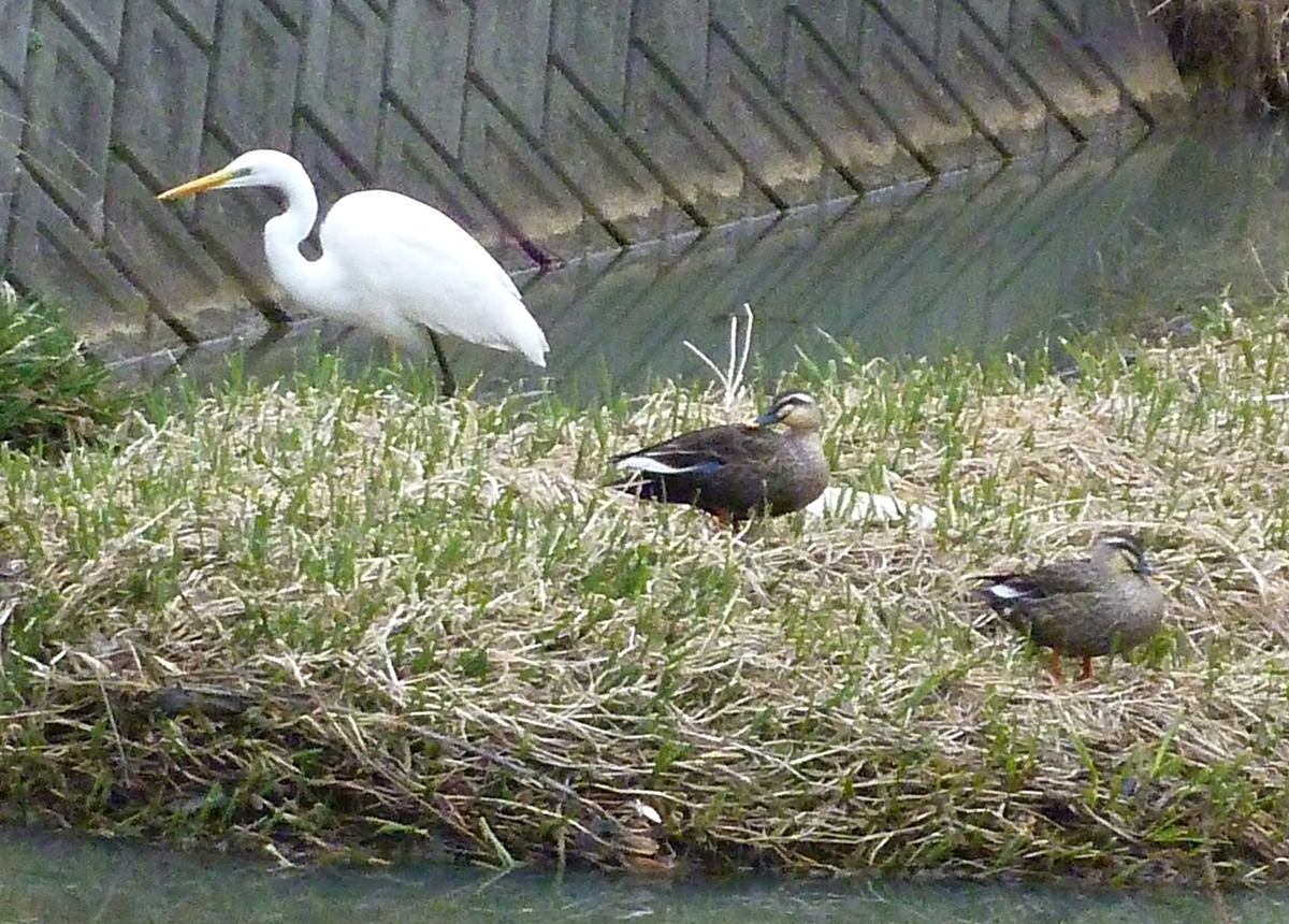 シラサギ 白鷺 ダイサギ カルガモ