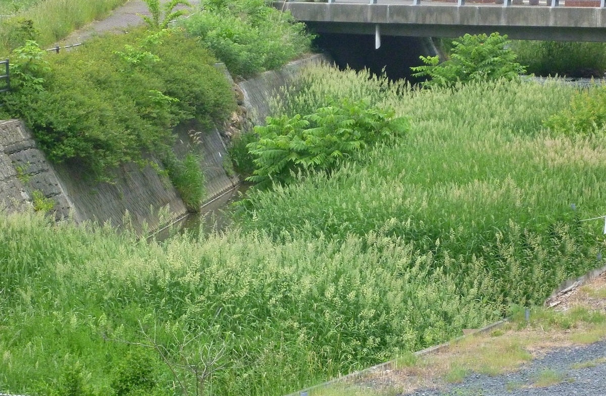 いつもの小さな川