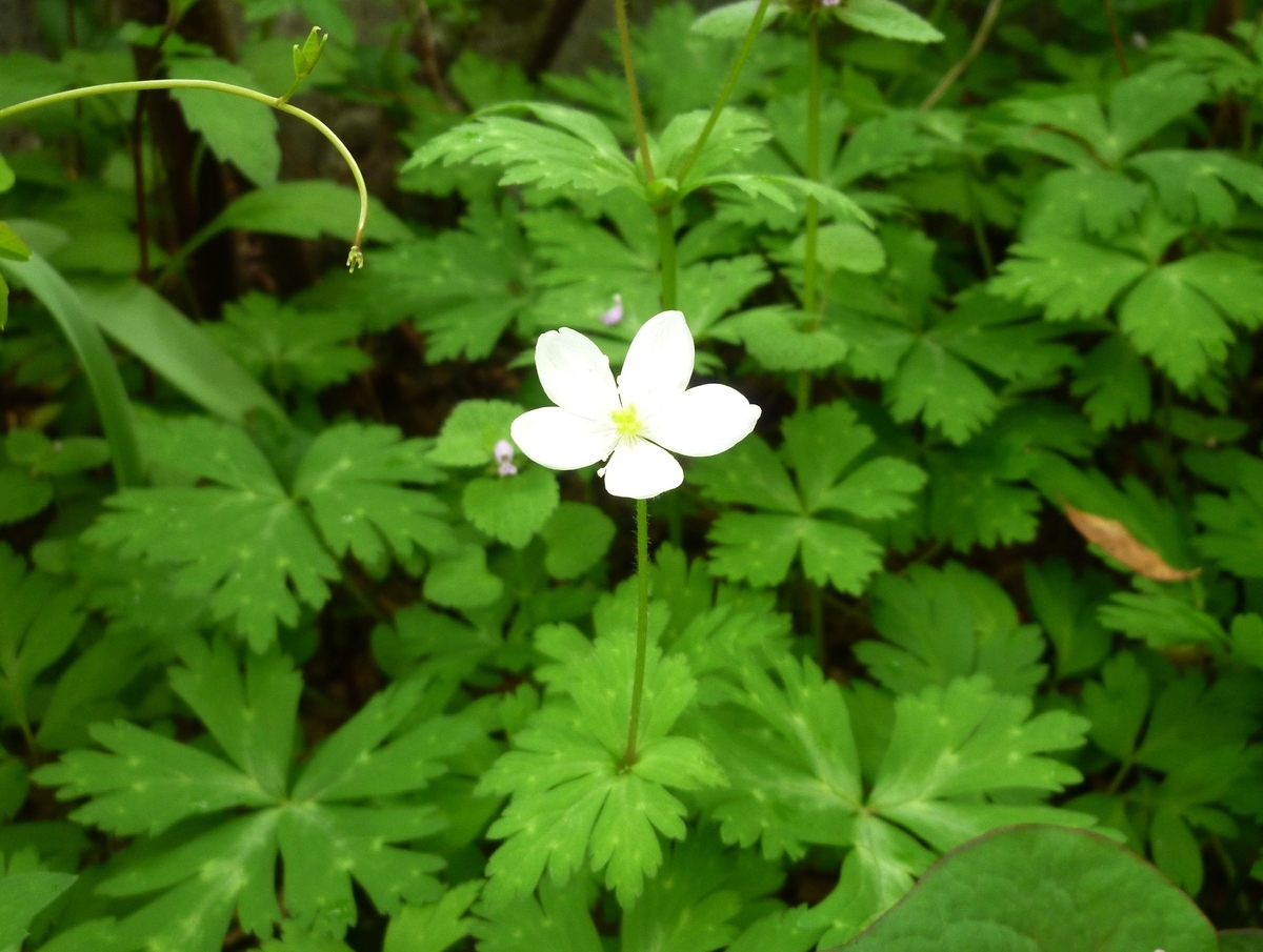 白い1輪の花