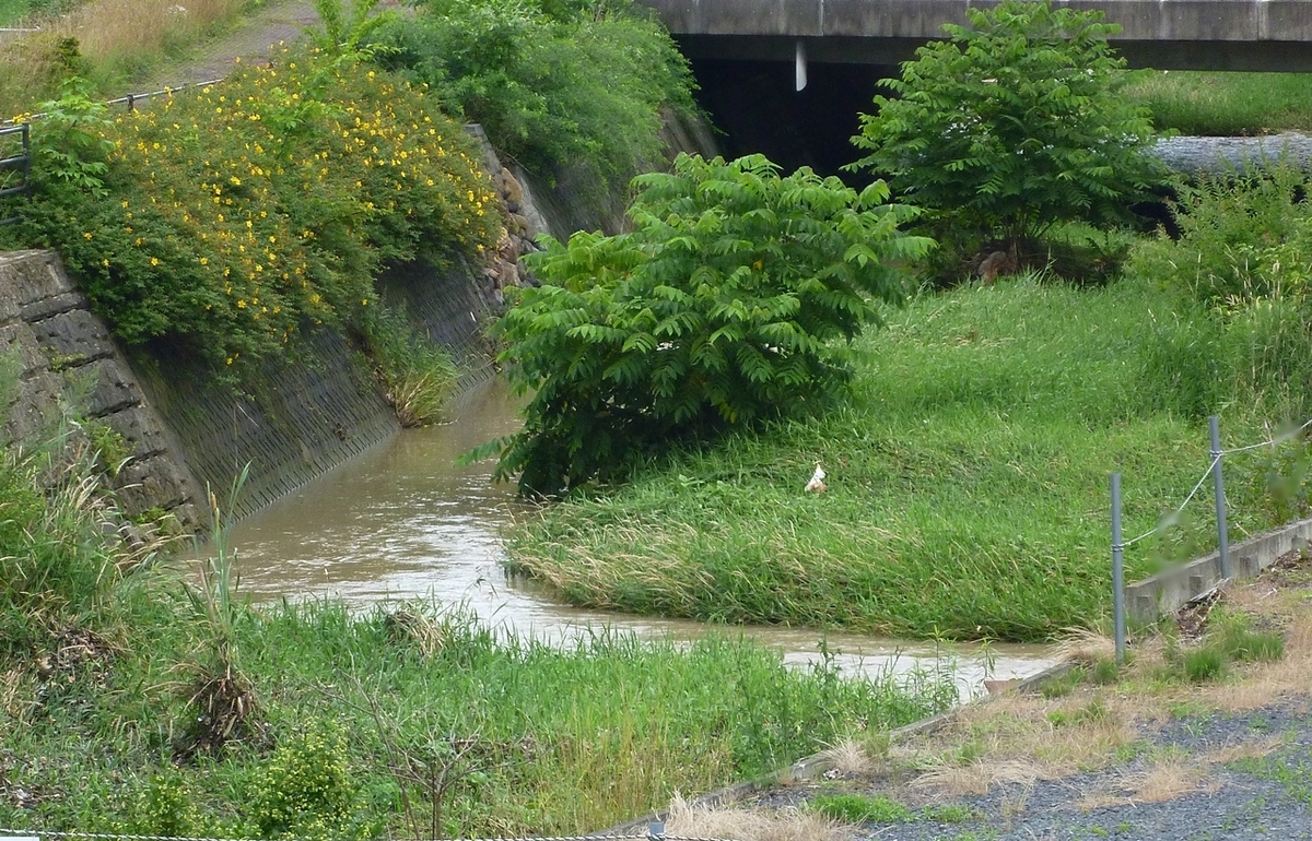 小川 増水