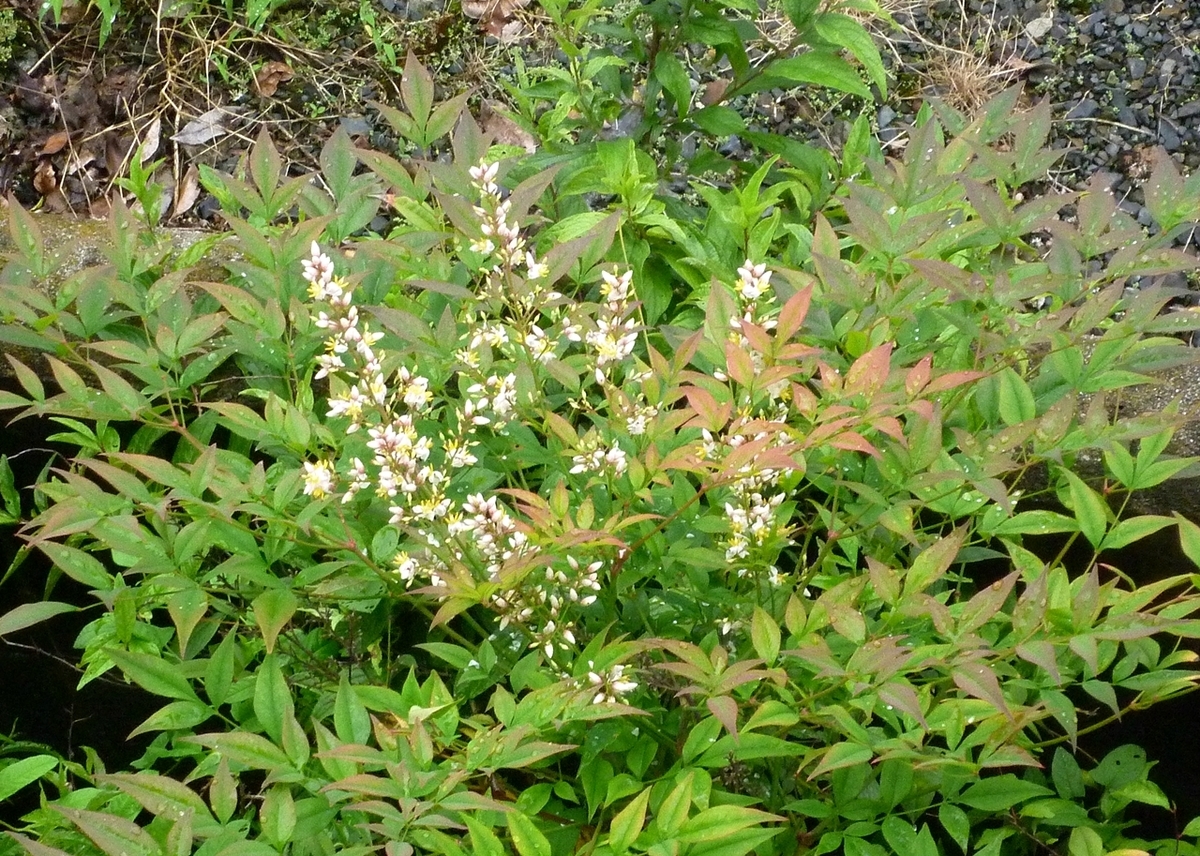 庭の木　花