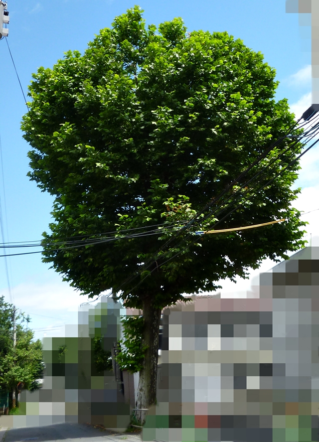 大木の日陰
