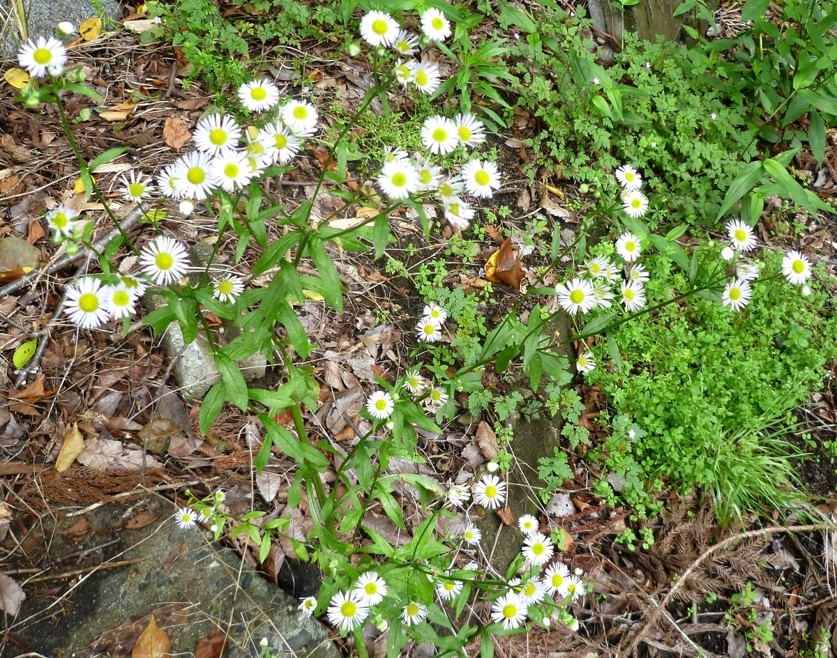 道端の白い花