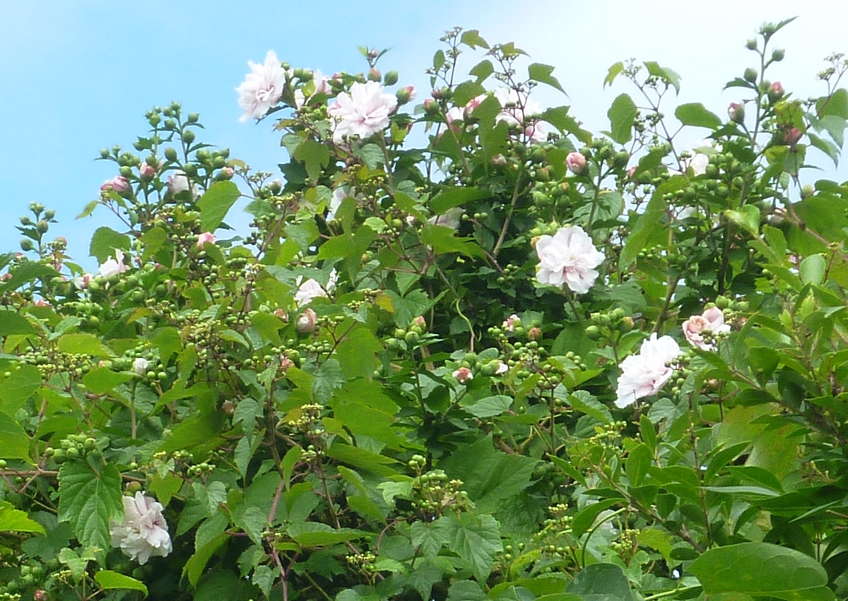 うちの庭の花