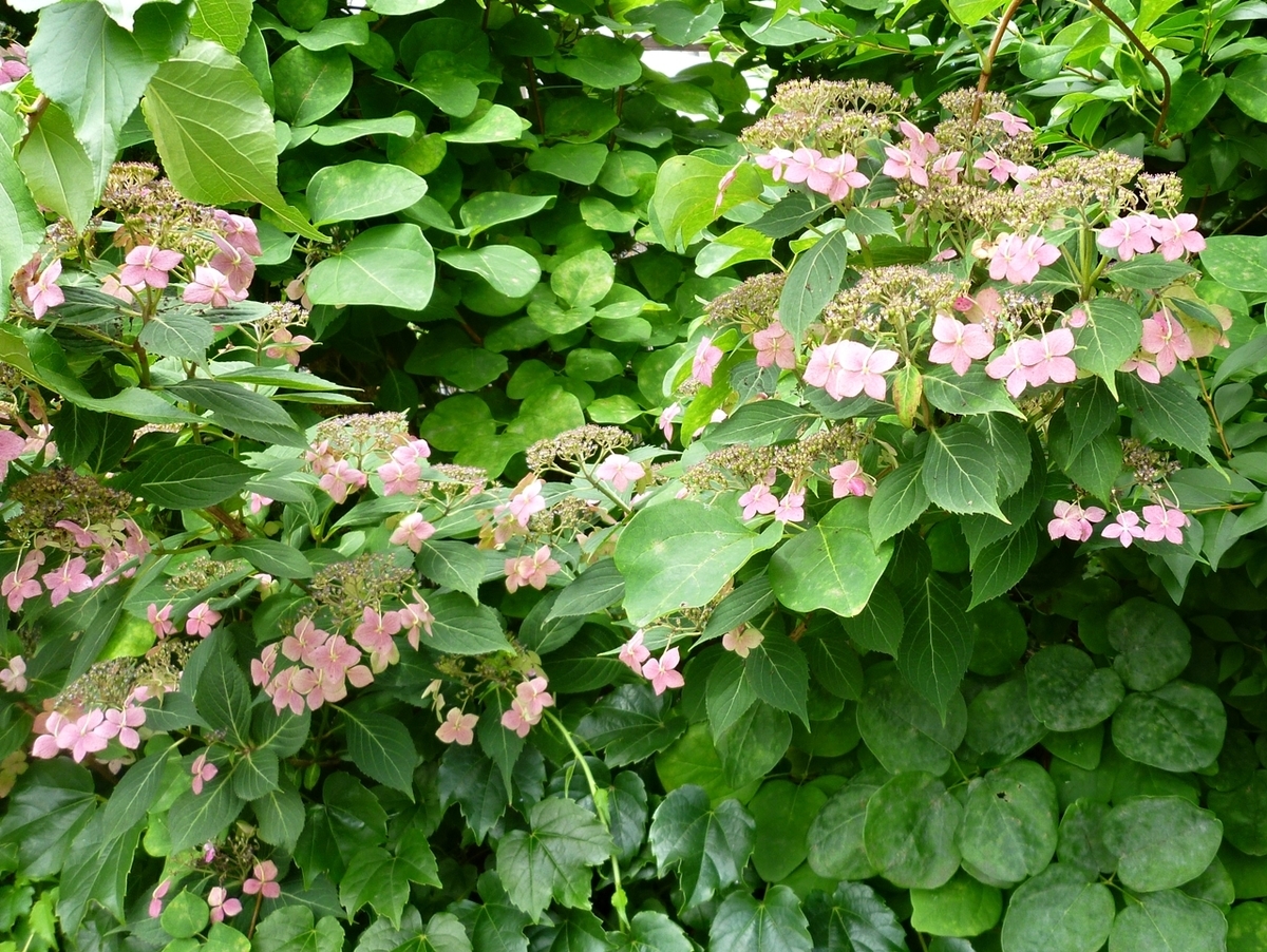 うちの花