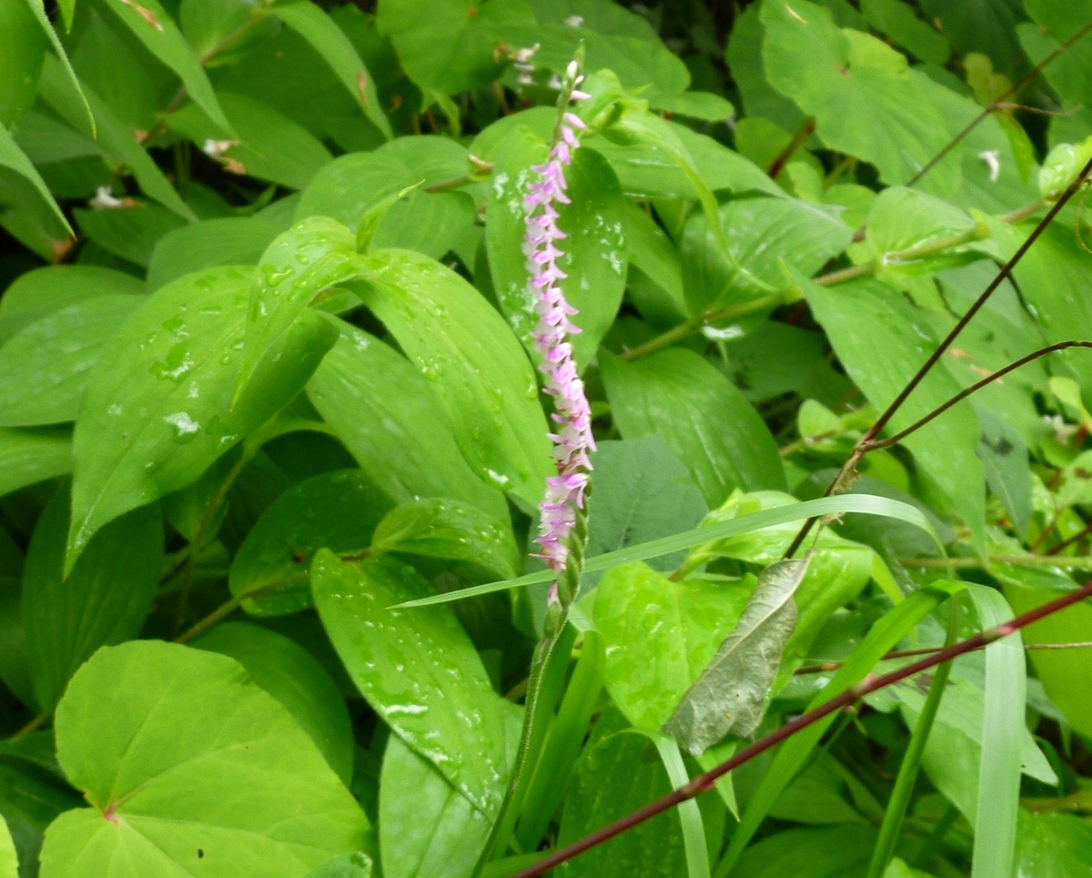 うちの庭の花