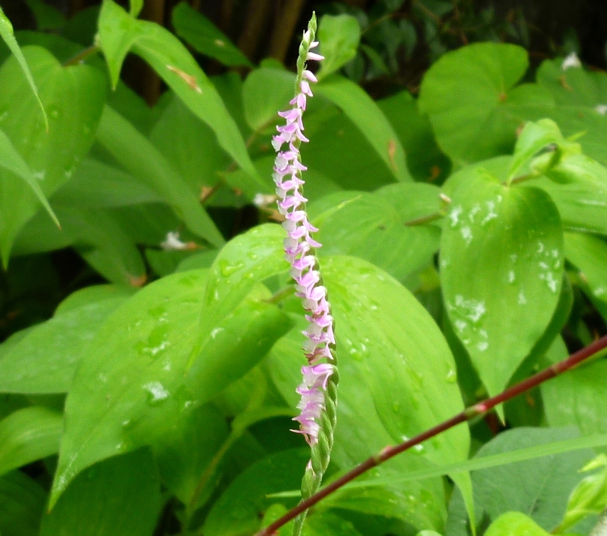 うちの庭の花