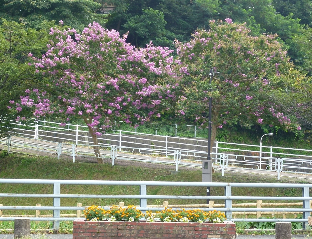 ピンクの花がたくさん咲いている2本の木