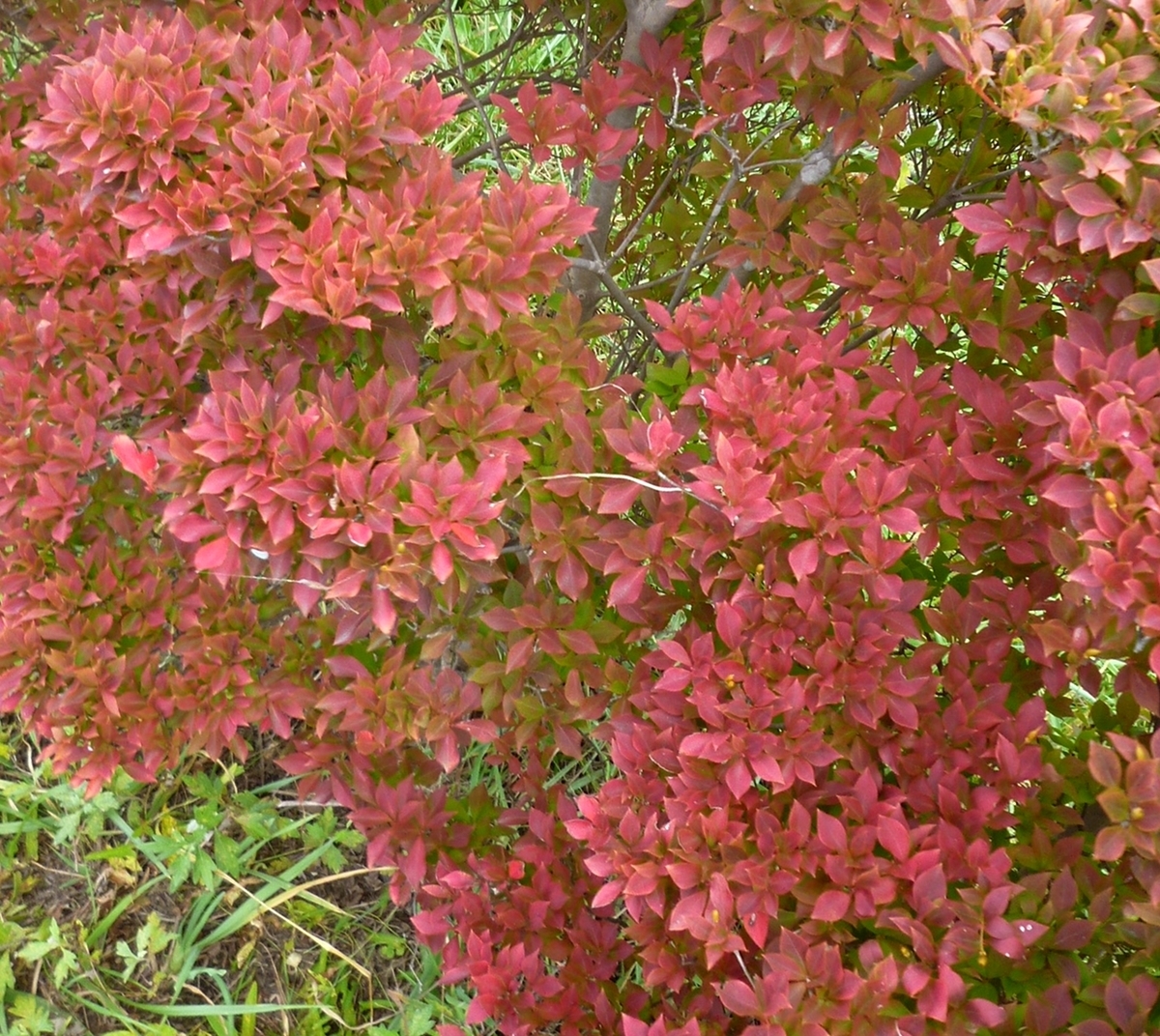 低木の紅葉