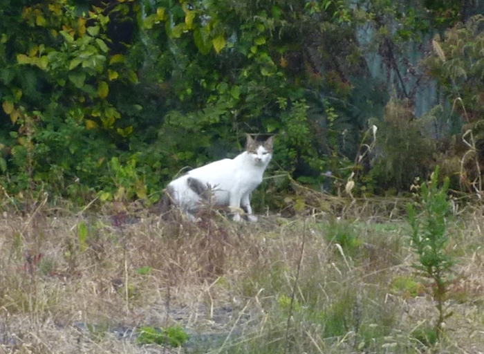 カメラ目線の白いブチ猫