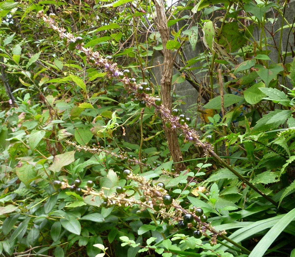 ヤブランの実