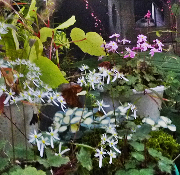 白い花とピンクの花とカエルの置物