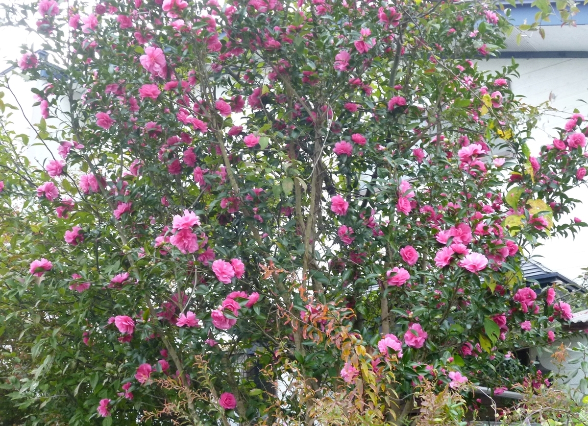 庭の山茶花 さざんか