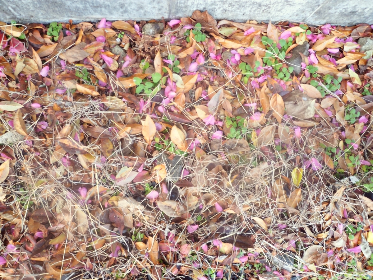 うちのサザンカの花びらや枯れ葉