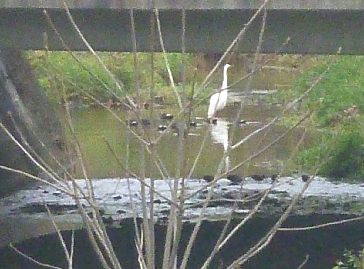 シラサギとカモ