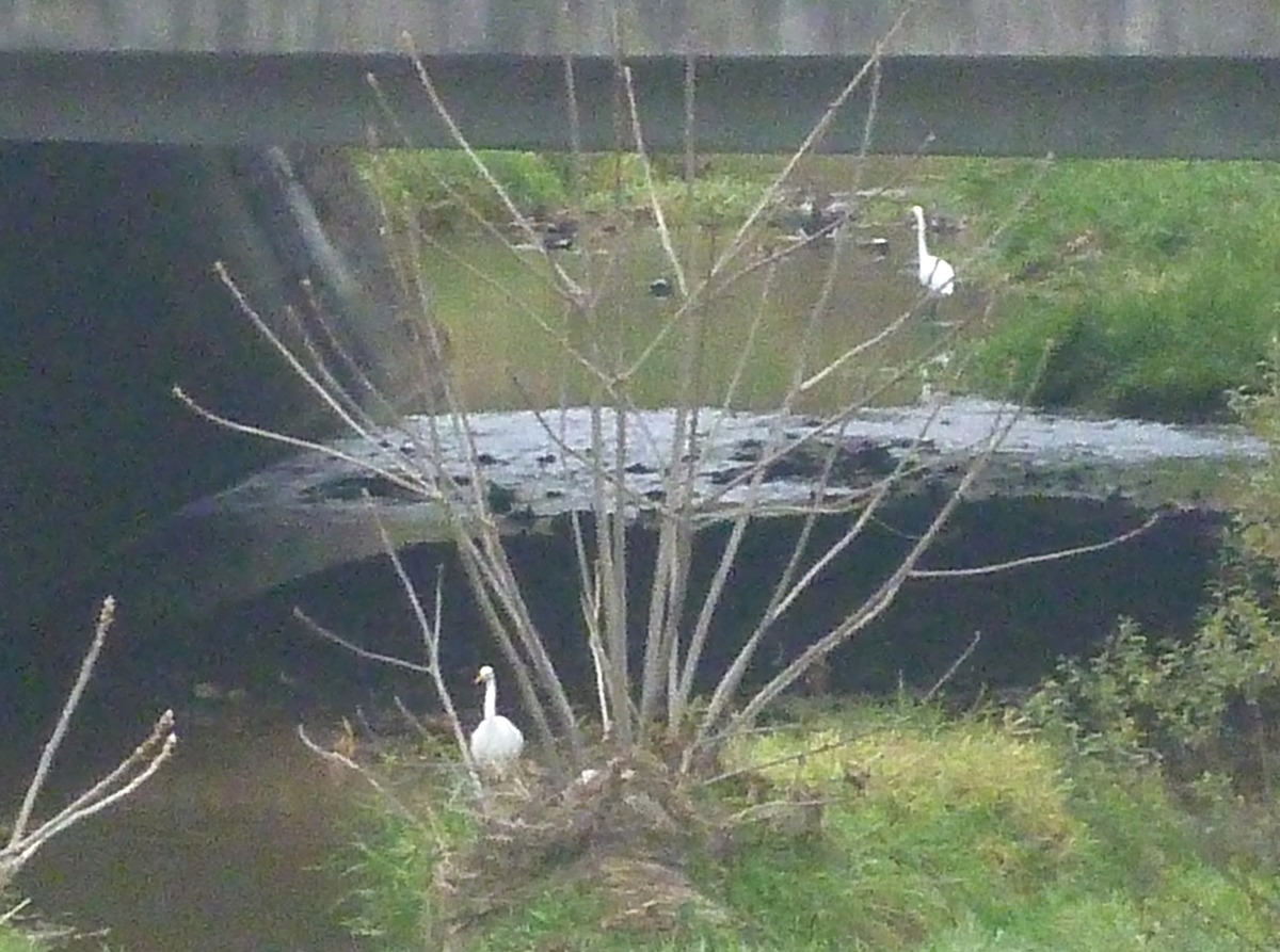 シラサギ2羽とカモ