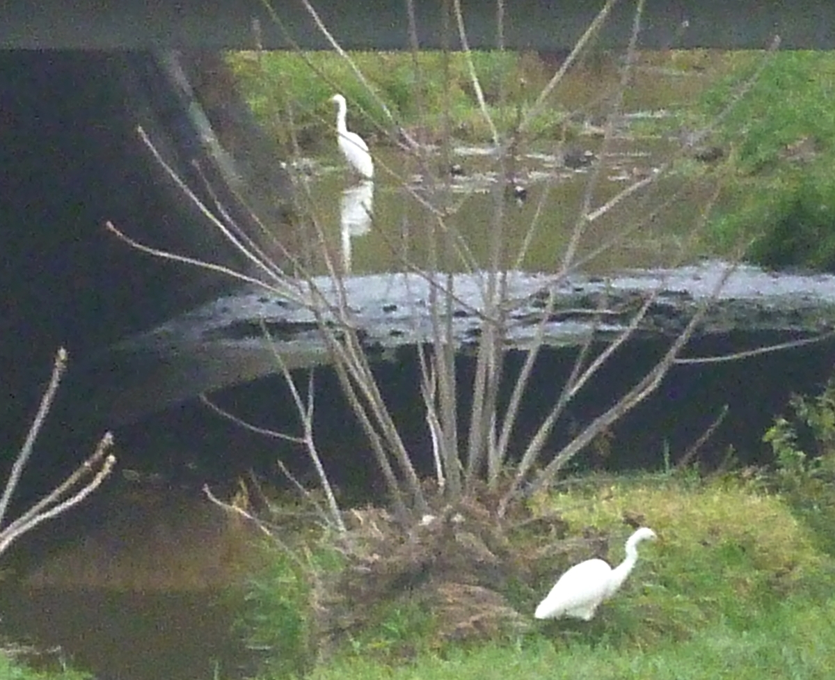 シラサギ2羽とカモ
