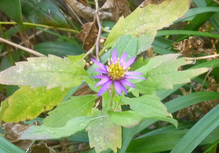 小さい紫色の菊