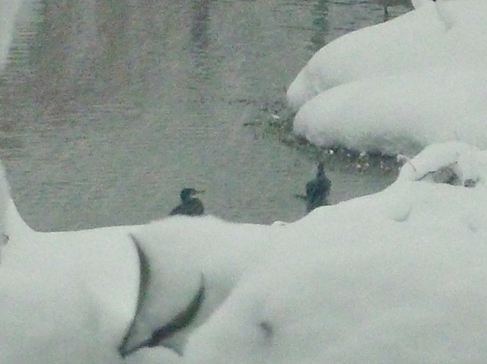 カワウたち