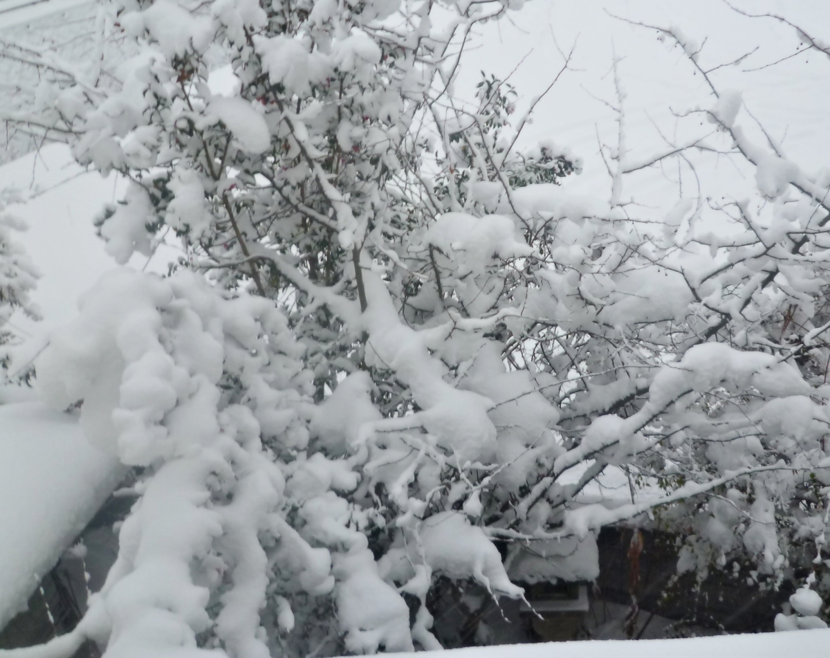 庭の雪景色