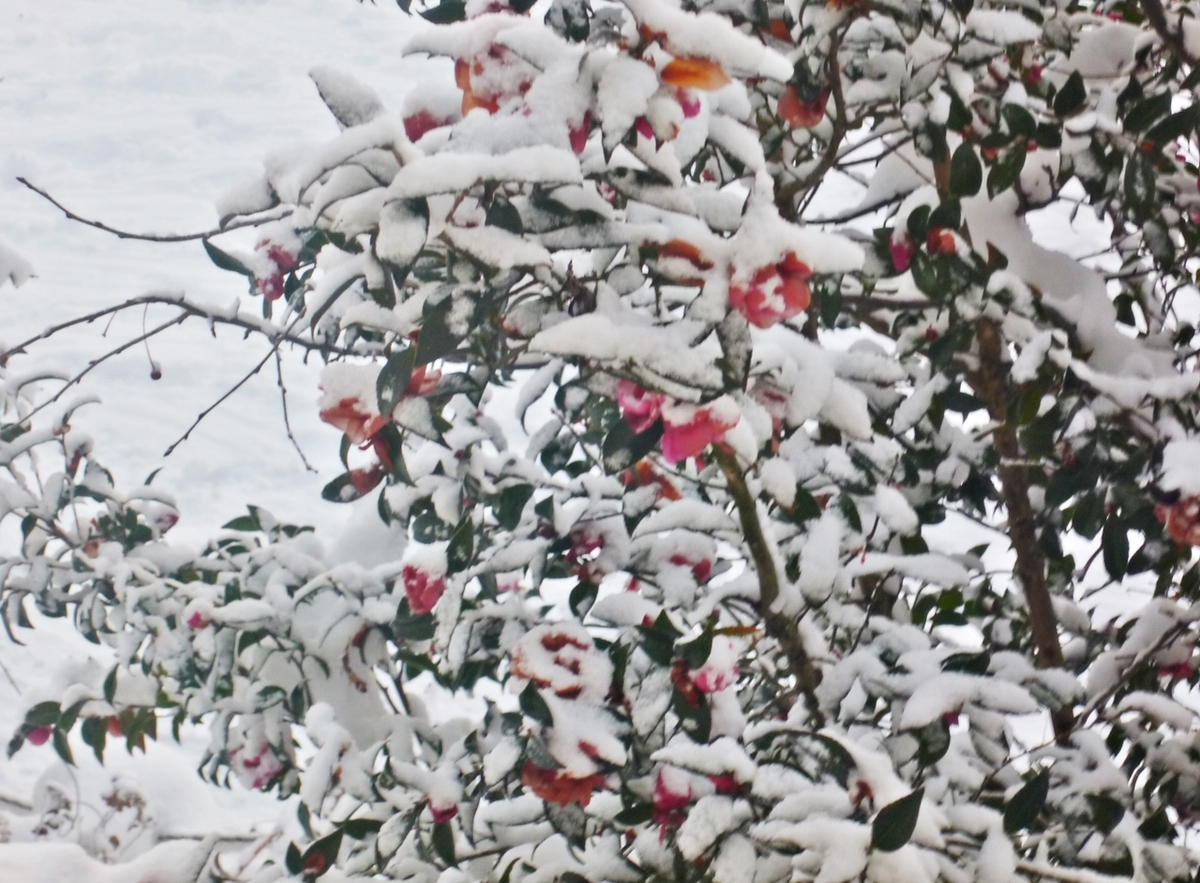 雪まみれのサザンカ