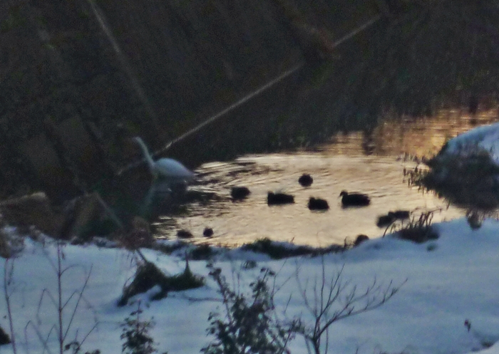 早朝の小川のカモ集団 カルガモ コガモ