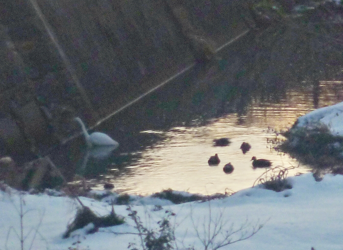 シラサギとカモ集団