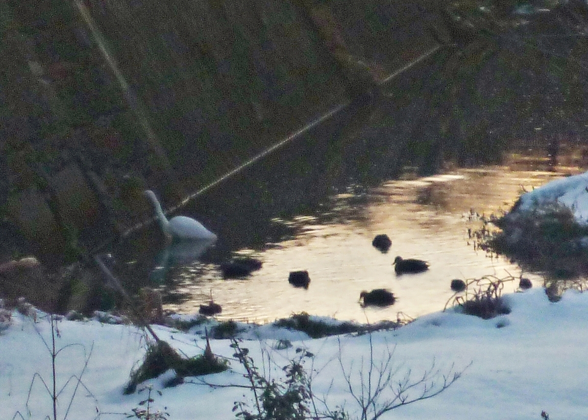 シラサギとカモ集団