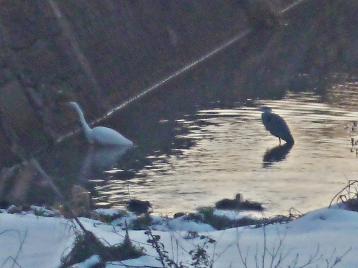 シラサギと見知らぬ鳥